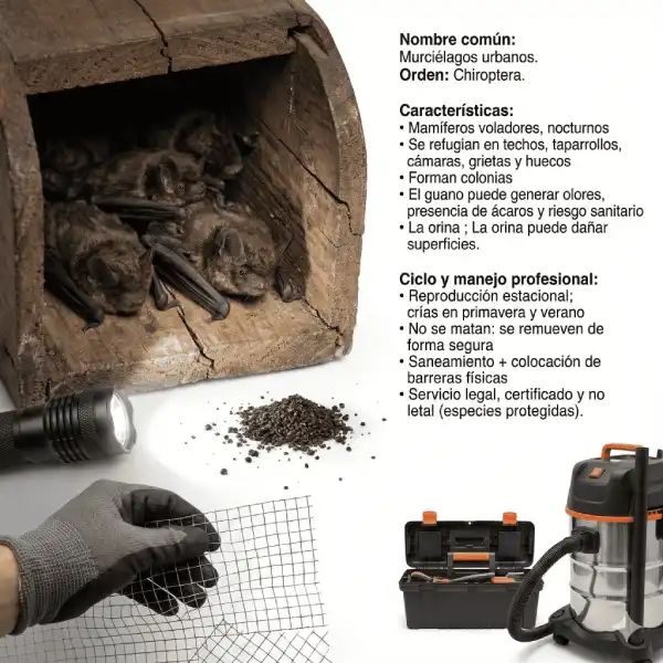 Murciélagos urbanos en taparrollos