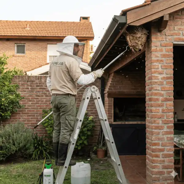 Control de avispas - eliminación de nidos